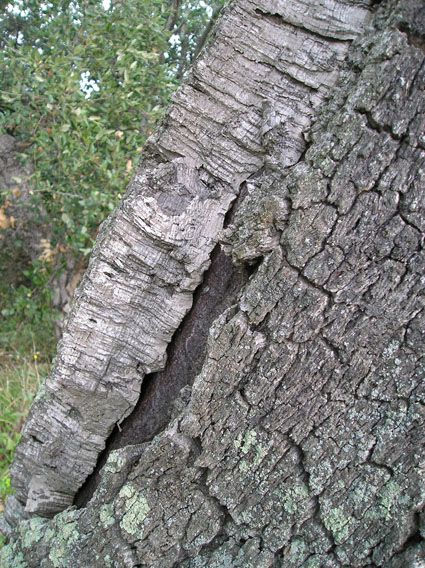The Thick Bark of Cork Tree on the Estate (The Darker Stuff is Heartwood, So You Can See How Thick the Actual Cork Bark Is)