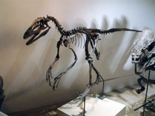  Deinonychus antirrhopus