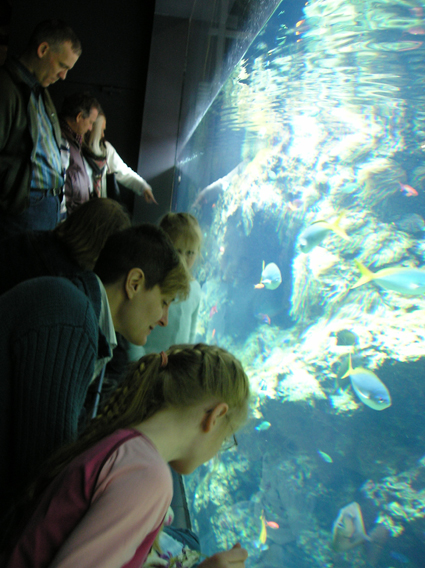 The Family Looking at the Top of the Coral Reef Display