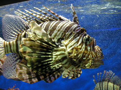 Lion Fish. Also Don't Touch!