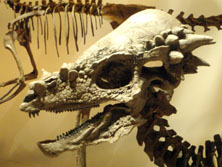Pachycephalopod