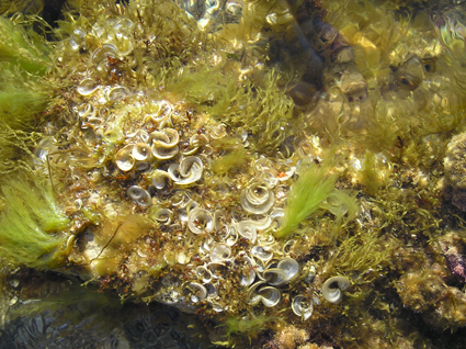 Things In The Tidepool
