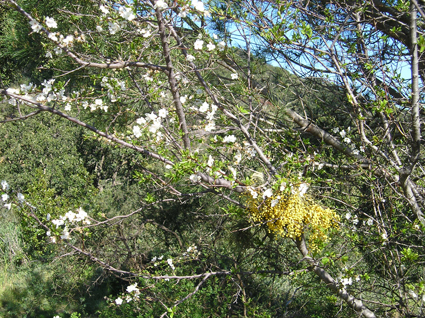 Trees Blooming Alongside the Path
