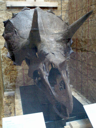 Triceratops Head