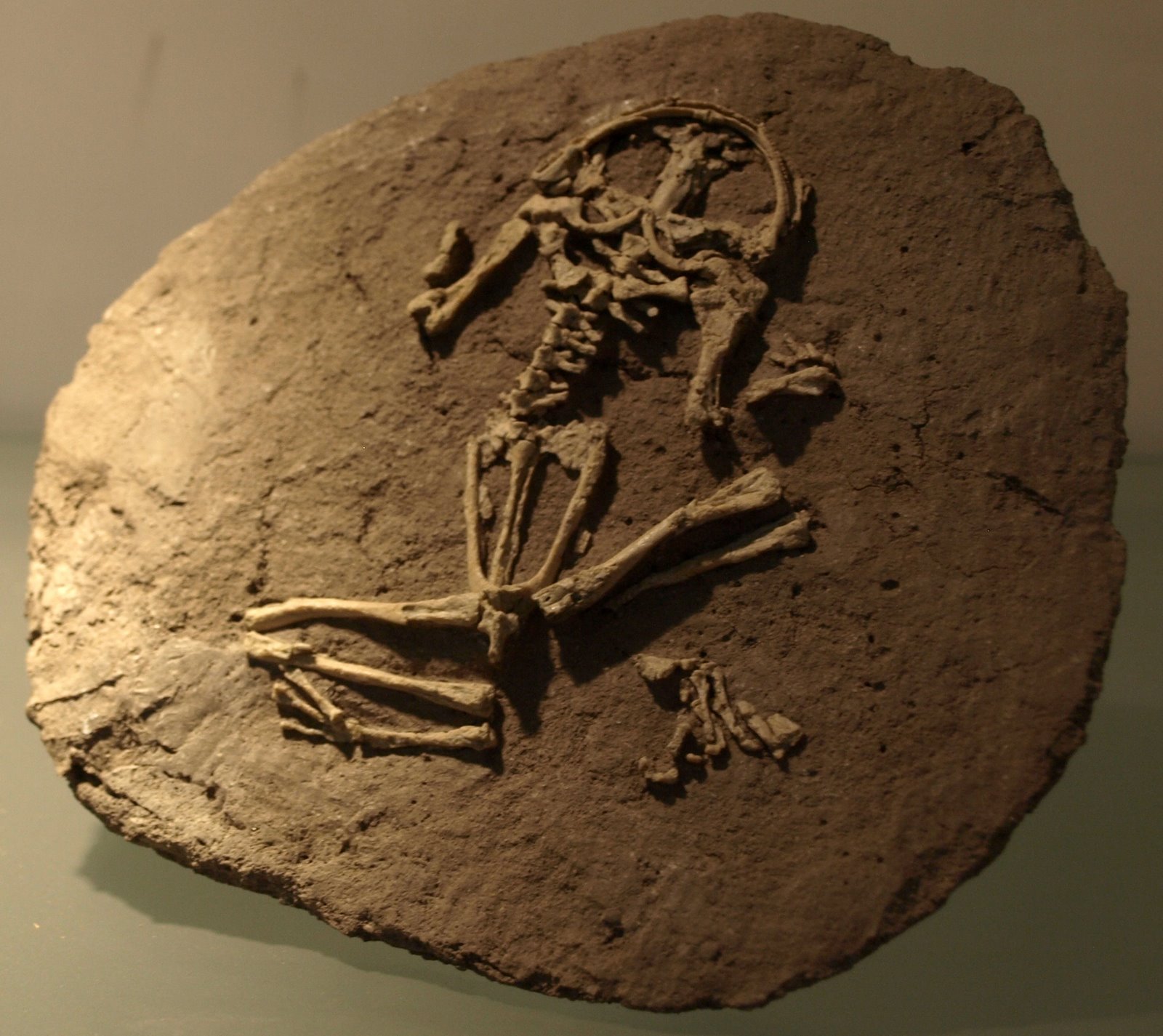 Capt Mondo's Photo Blog » Paleozoological Museum of China