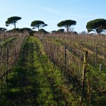 Chateau Volterra's Northern Vineyard