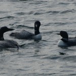 A Trio of Loons Sizing Each Other Up