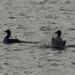Loons Posturing #1