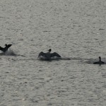 Loons Posturing #2