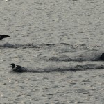Loons Posturing #3