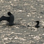 Loons Posturing #4