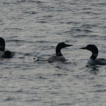 Loons Posturing #5