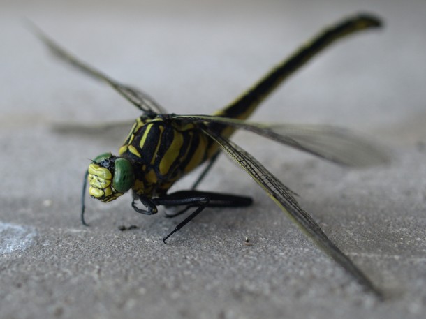 Dead Midland Clubtail Dragonfly (I think)