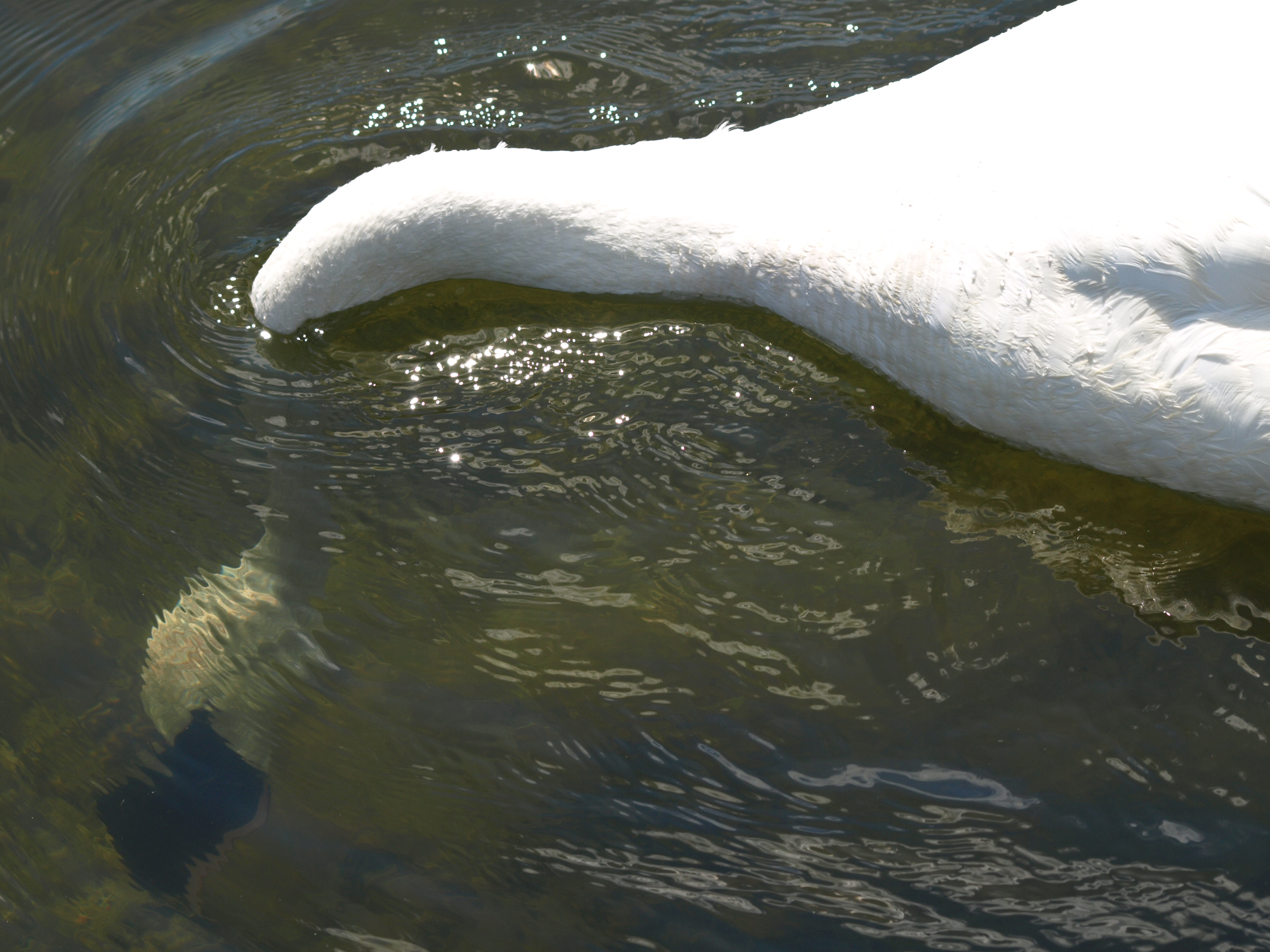 Capt Mondo's Photo Blog » Blog Archive » Trumpeter Swan Feeding Underwater