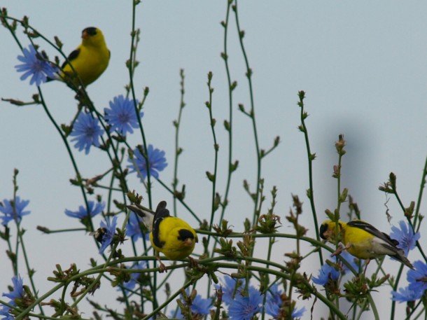 A Trio of Male Goldfinches
