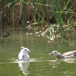 Mother Mallard Protecting Her Flock from a Seagull 1