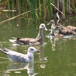 Mother Mallard Protecting Her Flock from a Seagull 2