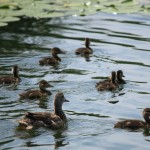 Retreating to the Far Edge of the Pond
