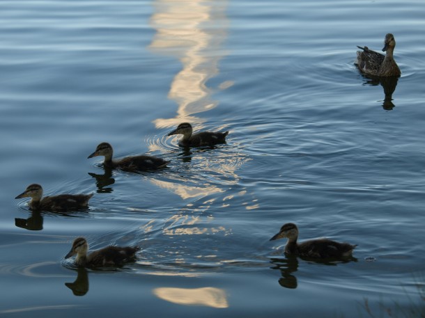 Mallard Ducklings and Mother Mallard