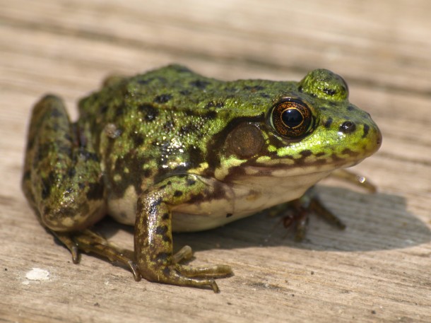Bullfrog on Boardwalk