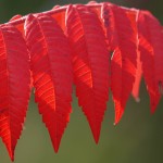 Red Sumach Branch #1