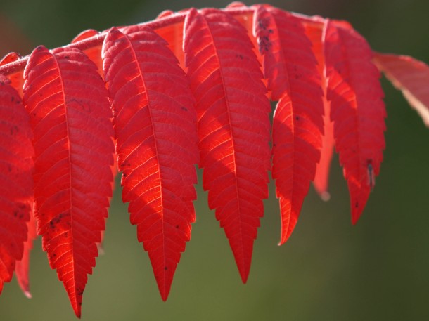 Red Sumach Branch #1
