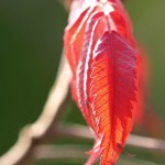 Red Sumach Branch #2