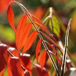 Red Sumach Branch #3