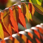 Red Sumach Branch #4