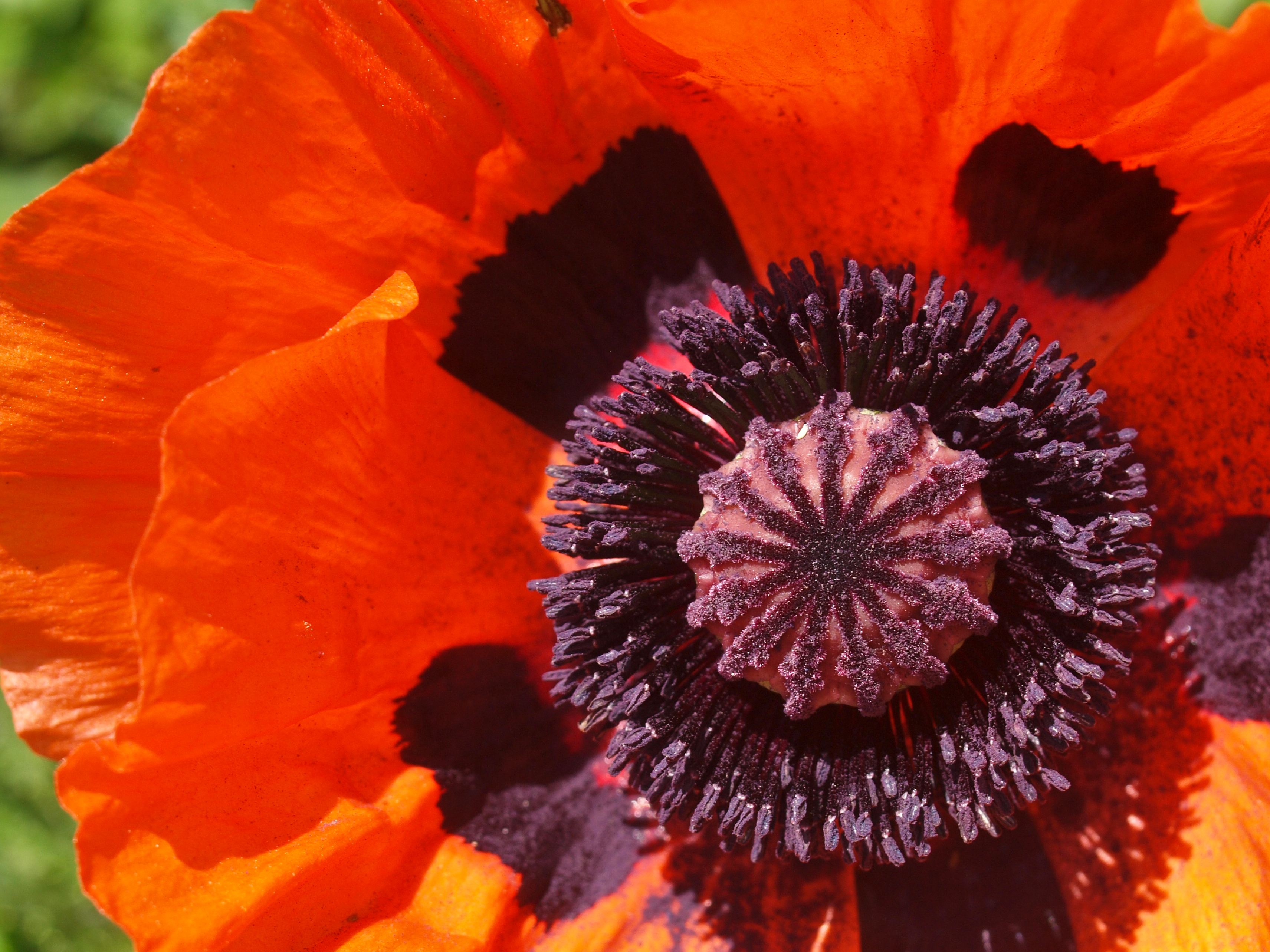 Capt Mondo's Photo Blog » Blog Archive » Poppy 1