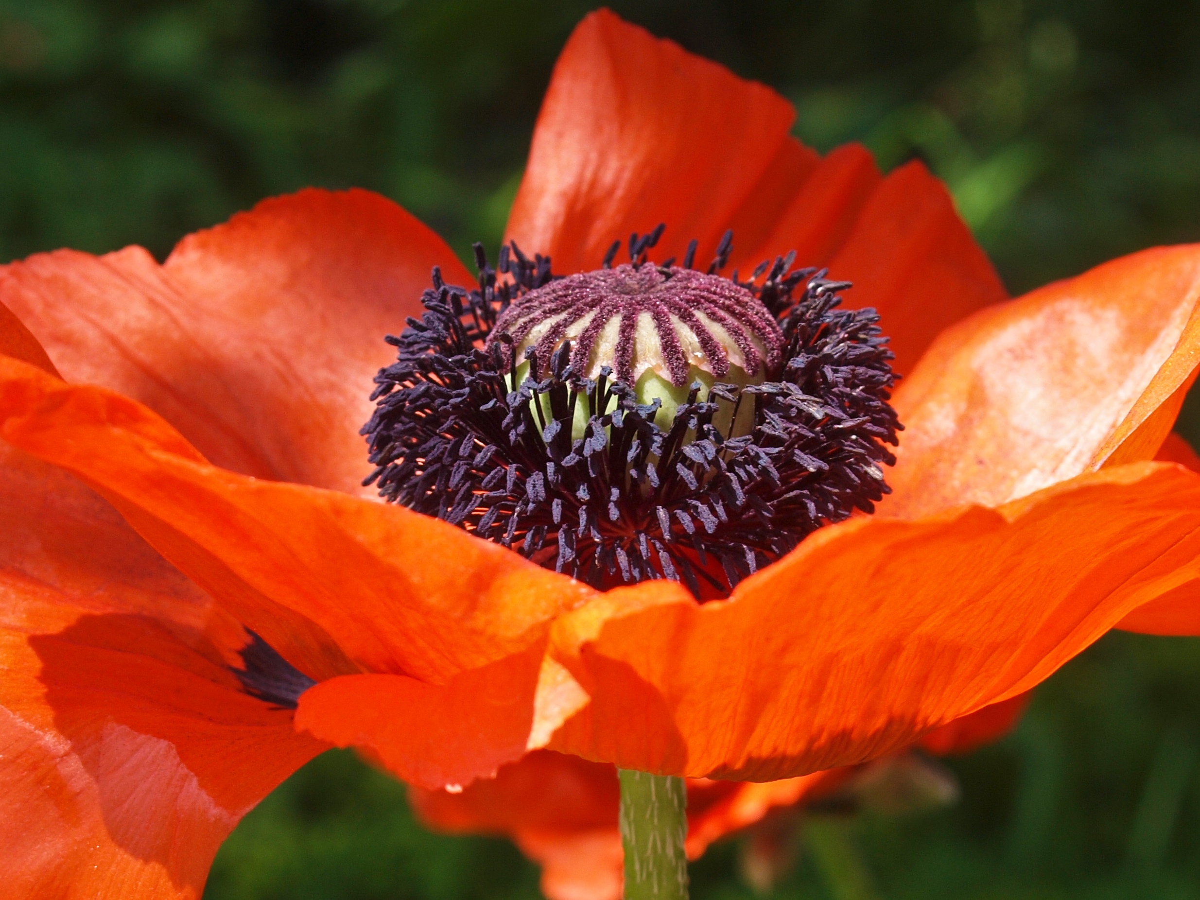 Capt Mondo's Photo Blog » Blog Archive » Poppy 2