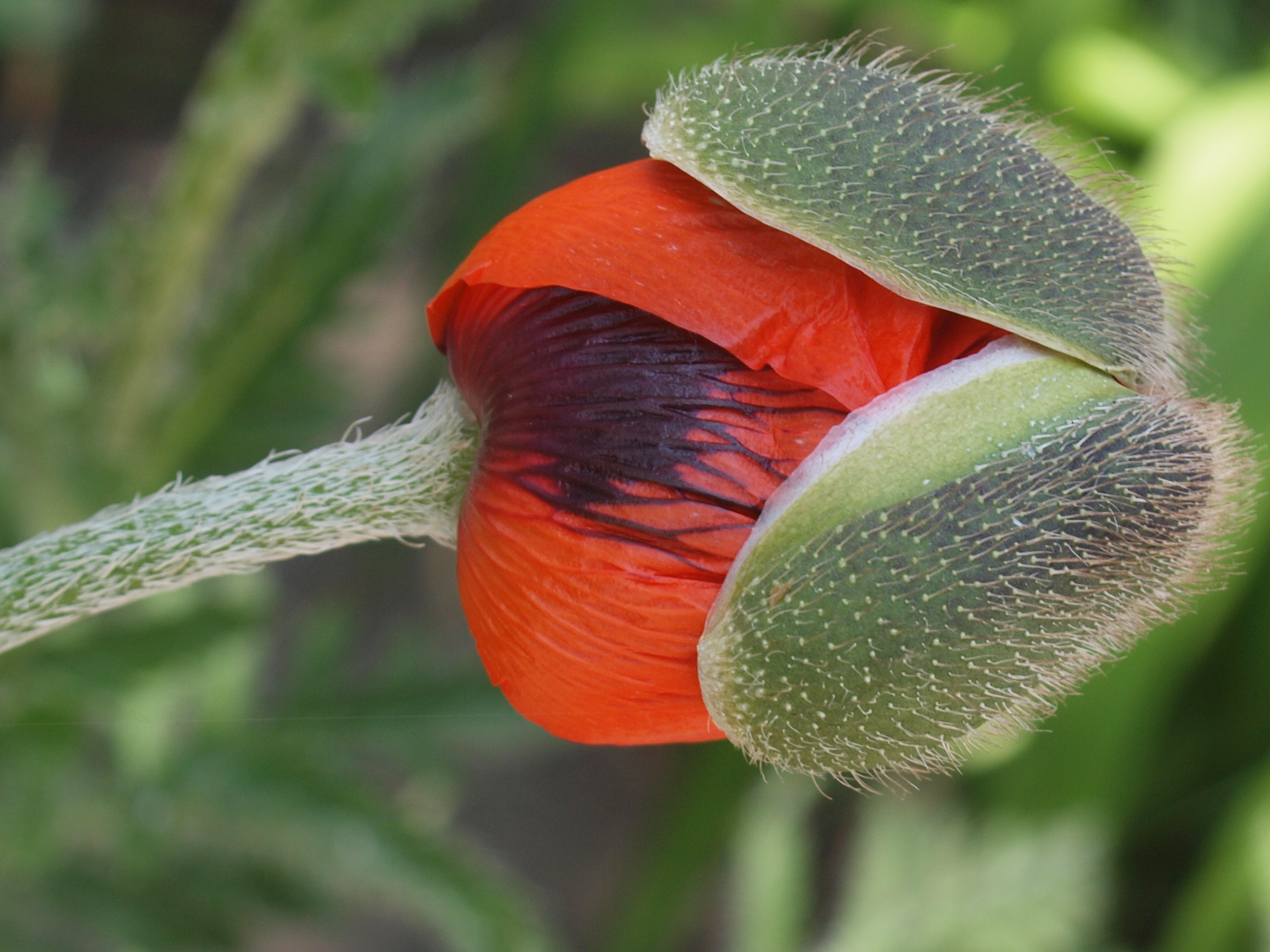 Capt Mondo's Photo Blog » Blog Archive » Poppy 3