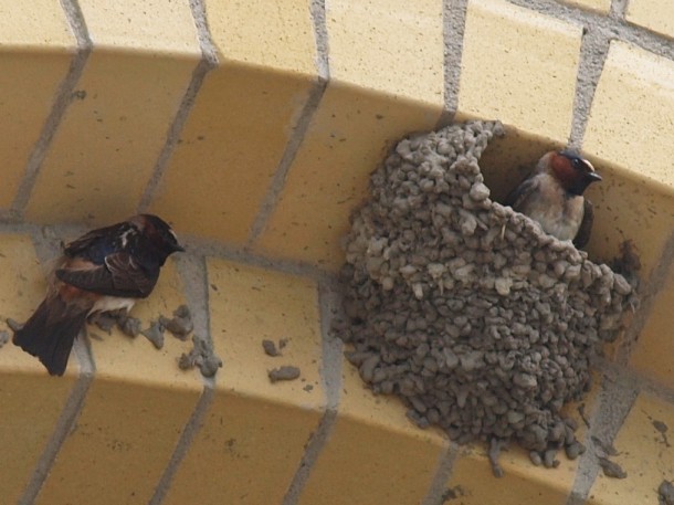 Nesting Swallows 1