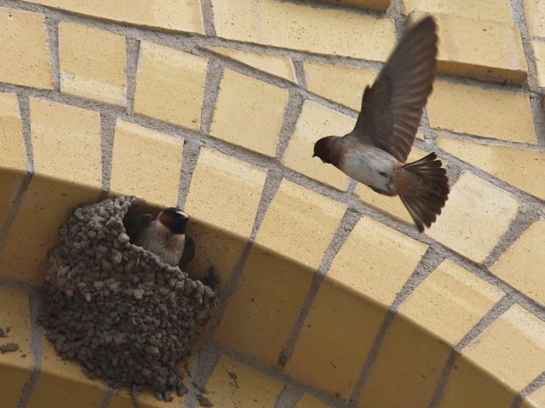 Nesting Swallows 2