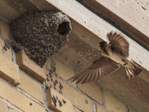 Nesting Swallows 5