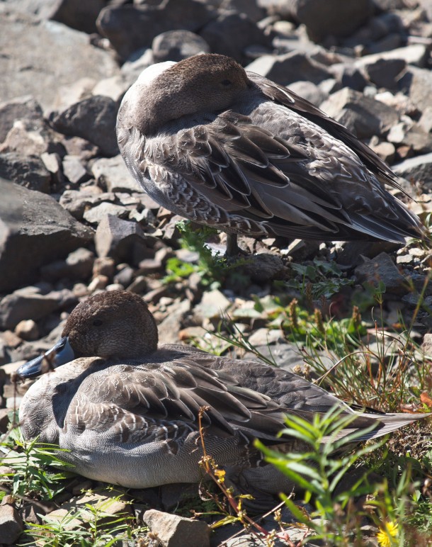 Pair of Northern Pintail Ducks