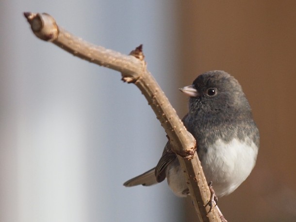 Junco on a Branch