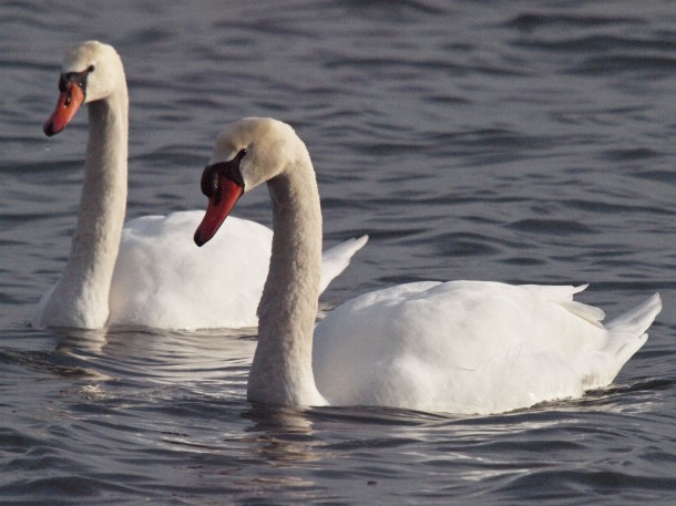 A Pair of Overwintering Mute Swans