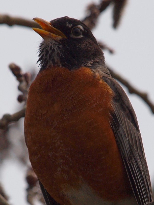 North American Robin Singing