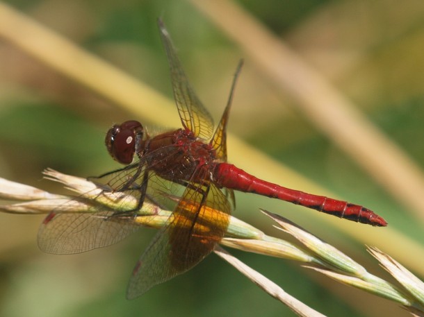 Band-winged-Meadowhawk - Side view