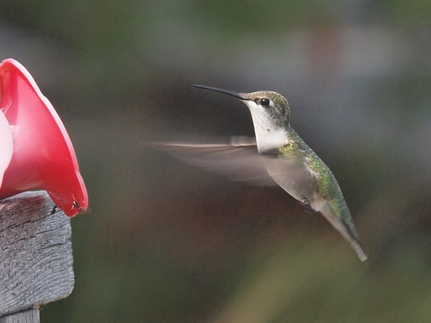 Hummingbird by Feeder