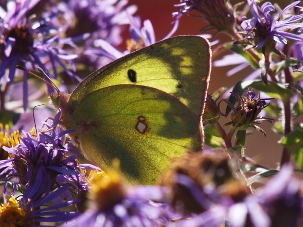 Sulfur Butterfly on Purple Erigeron Flowers #1