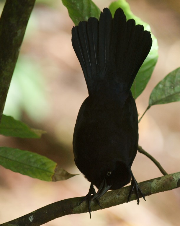 Carib Grackle Doing a Display on a Tree Branch