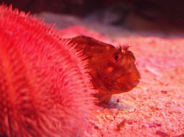 Berlin Aquadom: Fish by Sea Urchin