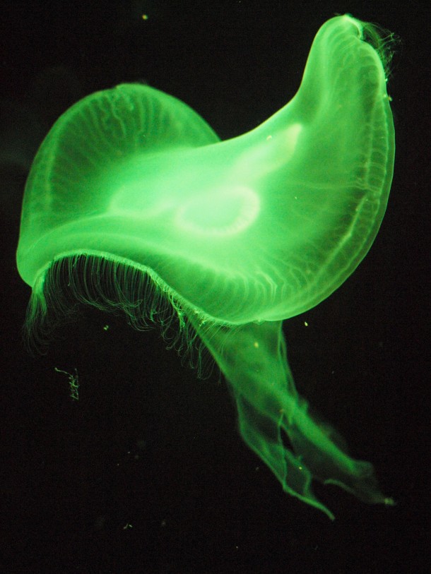 Berlin Aquadom: Jellyfish