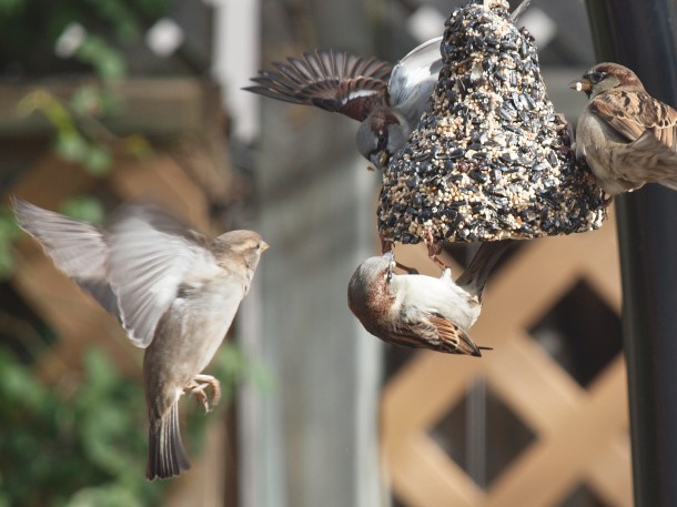 Sparrows on Backyard Seed Bell #1