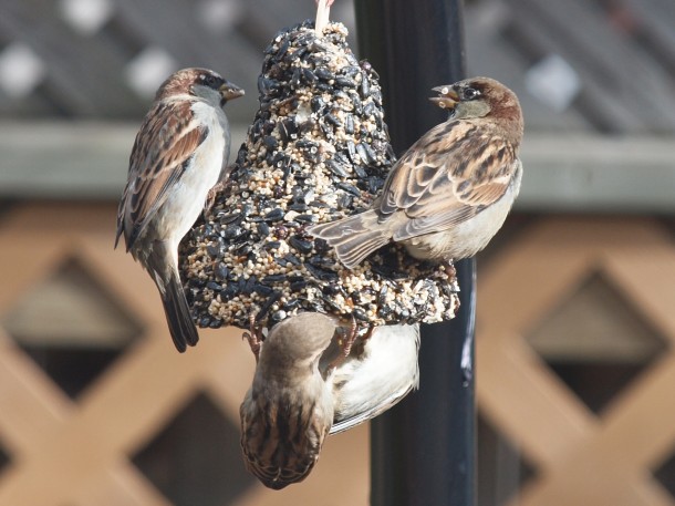 Sparrows on Backyard Seed Bell #2