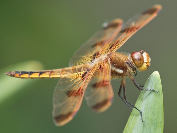 Banded dragonfly on Leaf Tip