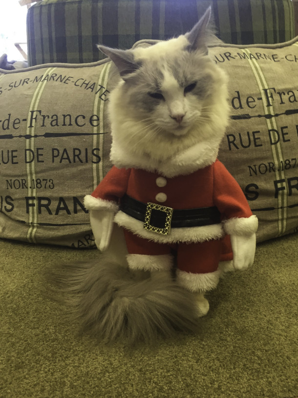 Cat in a Santa Suit