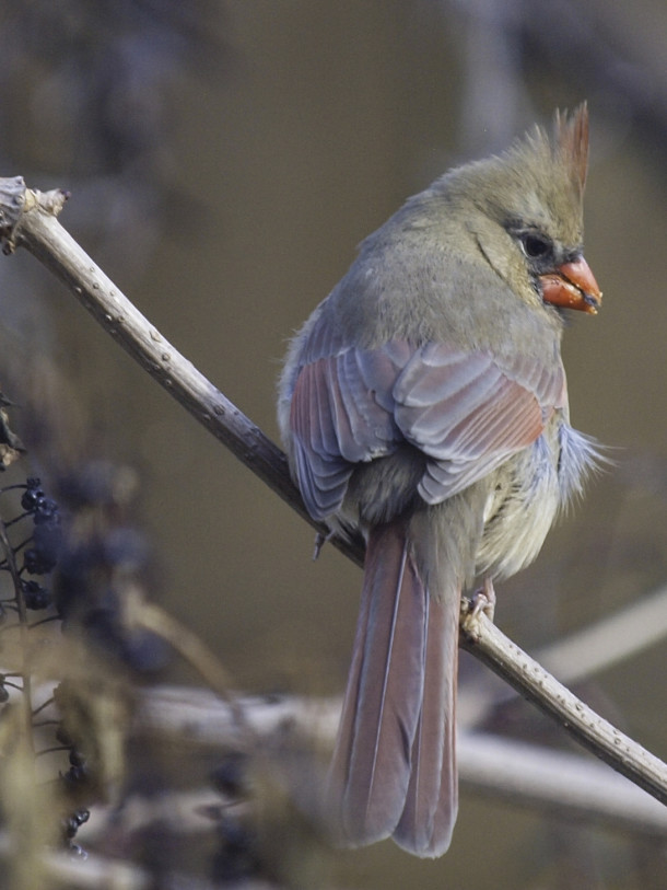 Female Cardinal Eating a Berry